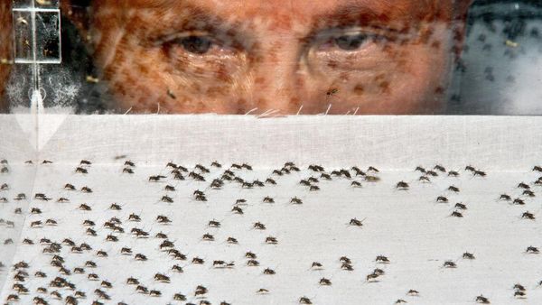 Serangga Kecil Ini Jadi Hewan Paling Mematikan di Dunia