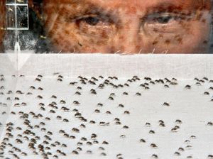 Serangga Kecil Ini Jadi Hewan Paling Mematikan di Dunia