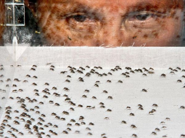 Serangga Kecil Ini Jadi Hewan Paling Mematikan di Dunia