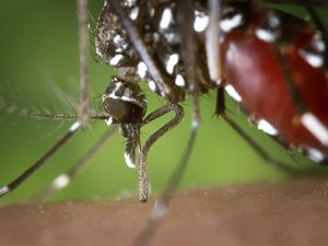 Tekan DBD, Kemenkes Kawinkan Nyamuk Mandul