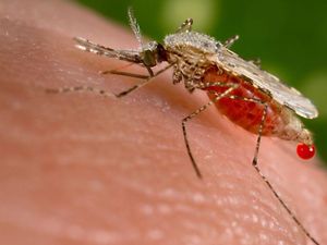 Lakukan 5 Hal Ini Kalau Mau Rumah Bebas Serangga Lakukan 5 Hal Ini Kalau Mau Rumah Bebas Serangga