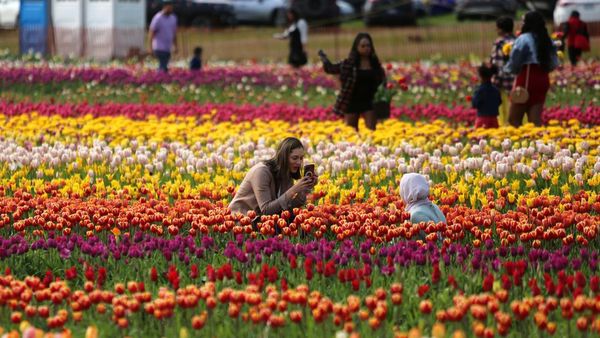 Cantiknya Warna-warni Bunga Tulip Bermekaran di Kanada