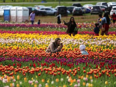 Cantiknya Warna-warni Bunga Tulip Bermekaran di Kanada