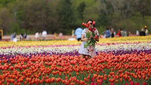 Cantiknya Taman Bunga Tulip di Kanada, Bisa Petik Sendiri Lho