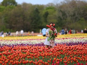 Cantiknya Taman Bunga Tulip di Kanada, Bisa Petik Sendiri Lho Cantiknya Taman Bunga Tulip di Kanada, Bisa Petik Sendiri Lho