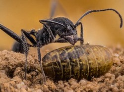 Serangga Tanah: Sekutu Tersembunyi Petani untuk Jaga Keseimbangan Ekosistem