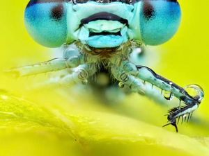 Ternyata Ini Penyebab Serangga Jarang Ada di Laut