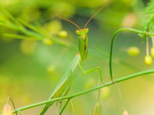 Jika Serangga Punah, Ternyata Ini yang Akan Terjadi pada Kehidupan Jika Serangga Punah, Ternyata Ini yang Akan Terjadi pada Kehidupan