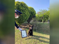 Anjing di Jepang Bisa Jadi Pahlawan, Ini Jasanya