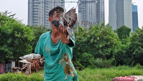 Memanfaatkan Lahan Kosong di Perkotaan untuk Bermain Merpati