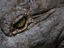 Mendebarkan, Pria Ini Nyaris Ditelan Buaya saat Snorkeling