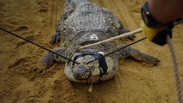 Potret Buaya Khas Venezuela yang Kini Diambang Punah