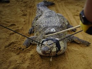 Potret Buaya Khas Venezuela yang Kini Diambang Punah