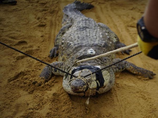 Potret Buaya Khas Venezuela yang Kini Diambang Punah