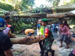 Pohon Tumbang, Lalu Lintas Medan-Berastagi Sempat Terhenti