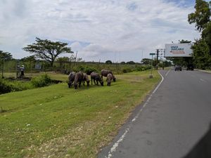 Kerbau di Area Bandara Bakal Diseret ke Eks Kantor Embarkasi Haji Kerbau di Area Bandara Bakal Diseret ke Eks Kantor Embarkasi Haji