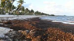 Rumput Laut Kepung Pantai di Florida AS