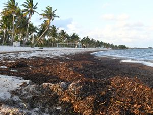 Rumput Laut Kepung Pantai di Florida AS