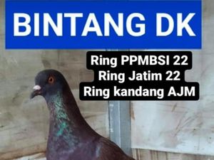 Alasan Pemilik Merpati Balap Kesayangan gandakan Hadiah Jadi Rp 30 Juta Alasan Pemilik Merpati Balap Kesayangan gandakan Hadiah Jadi Rp 30 Juta