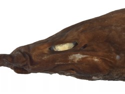 Temuan Hiu Setan di Australia yang Gegerkan Ilmuan Dunia