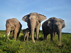 Peta Lengkap Pulau Sumatera untuk Traveler