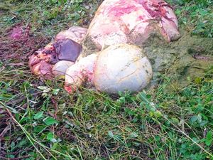 Lagi, Sapi Warga Kupang Dicuri-Dimutilasi Hanya Sisakan Usus Lagi, Sapi Warga Kupang Dicuri-Dimutilasi Hanya Sisakan Usus