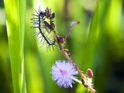 Tips Ampuh Basmi Ulat Bulu Pada Tanaman yang Suka Bikin Gatal