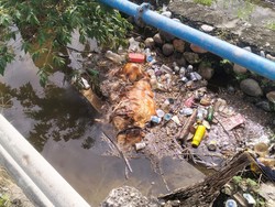 Pemprov Sulsel Tegaskan Virus ASF Bunuh 9.928 Babi Tak Menular ke Manusia