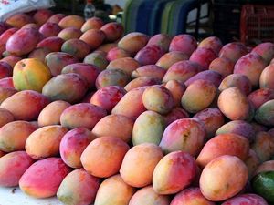 Trik Tanam Mangga Sultan hingga Beli Durian Kena Tipu Rp 596 Juta