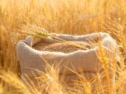 Kisah Fatimah az-Zahra dan Batu Penggiling Gandum yang Berputar Sendiri