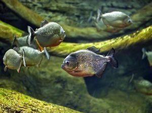 10 Ikan Paling Mematikan di Dunia, Berbisa hingga Suka Makan Darah 10 Ikan Paling Mematikan di Dunia, Berbisa hingga Suka Makan Darah
