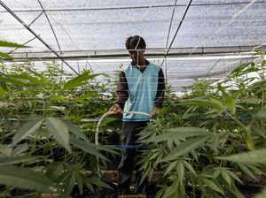 Thailand akan Revisi Kebijakan Ganja untuk Rekreasi