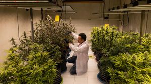 Mengintip Kebun dan Pengolahan Ganja di Thailand yang Kini Legal