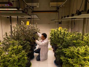 Heboh Kebun Ganja di Thailand Kebakaran, Warga Langsung Teler Berjamaah Heboh Kebun Ganja di Thailand Kebakaran, Warga Langsung Teler Berjamaah