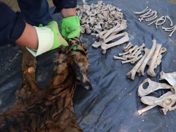 3 Penjual Tulang-Kulit Harimau di Sarolangun Ditangkap