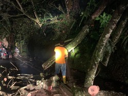 Pohon Tumbang Timpa Kabel PLN, Jalur Singaraja-Denpasar Macet 3 Jam