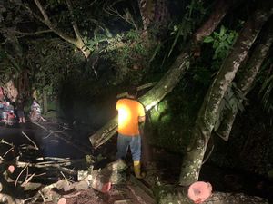 Pohon Tumbang Timpa Kabel PLN, Jalur Singaraja-Denpasar Macet 3 Jam Pohon Tumbang Timpa Kabel PLN, Jalur Singaraja-Denpasar Macet 3 Jam