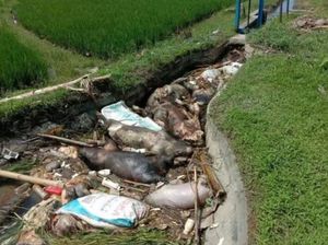 Babi Mati Terpapar Virus ASF di Lutim Kini Tembus 17.105 Ekor Dalam Sebulan Babi Mati Terpapar Virus ASF di Lutim Kini Tembus 17.105 Ekor Dalam Sebulan