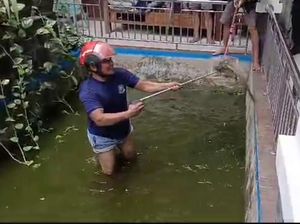 Geger Biawak Masuk Kolam-Mangsa Ikan Warga di Makassar, Damkar Evakuasi Geger Biawak Masuk Kolam-Mangsa Ikan Warga di Makassar, Damkar Evakuasi