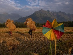 Cuaca Ekstrem-Gagal Panen Dorong Angka Bunuh Diri Petani di India