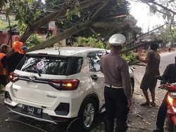 Pohon Tumbang Timpa Mobil Konvoi Parpol di Cianjur