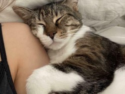 Pasutri Muda Hongkong Pilih Asuh Kucing Dibanding Punya Anak