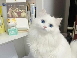 7 Hewan Mamalia dengan Populasi Terbanyak di Bumi, Berapa Jumlah Kucing?