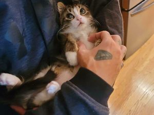 Peneliti Ungkap Cara Menyapa Kucing agar Tidak Diabaikan Begitu Saja Peneliti Ungkap Cara Menyapa Kucing agar Tidak Diabaikan Begitu Saja
