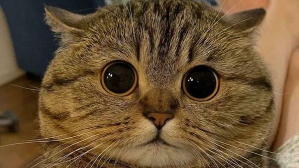 Kucing Kalian Gemesin Kayak Deretan Foto Ini Nggak, Berani Diadu?