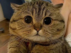 Kucing Kalian Gemesin Kayak Deretan Foto Ini Nggak, Berani Diadu?