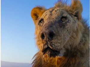 Singa Tertua Dunia Mati Ditombak karena Curi Ternak