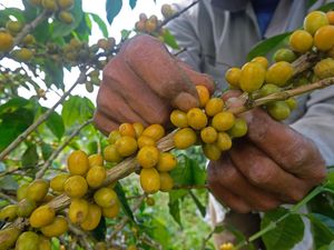 Melihat Panen Kopi Arabika di Lereng Gunung Sindoro Melihat Panen Kopi Arabika di Lereng Gunung Sindoro