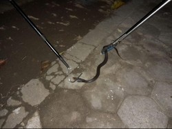 Hii! 2 Ular Kobra Jawa Nongol di Rumah Warga Bantul