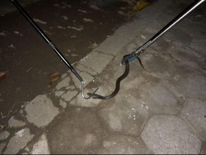 Hii! 2 Ular Kobra Jawa Nongol di Rumah Warga Bantul Hii! 2 Ular Kobra Jawa Nongol di Rumah Warga Bantul